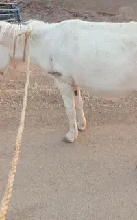 الاغ ماده