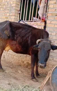 گاو محلی همراه با گوساله