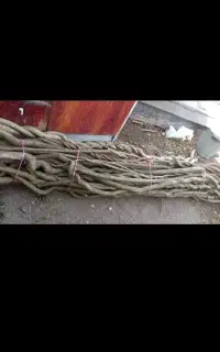 نیازمند رز