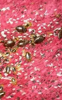 سمپاشی تخصصی حشرات ساس سوسک