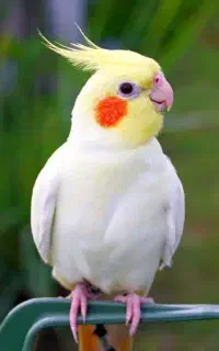 عروس هلندی گمشده