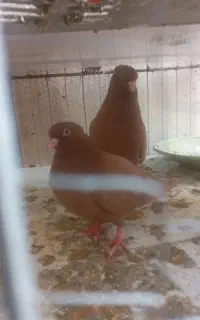 جفت زرد دم سفید