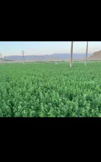 فروش یونجه برش سوم خشک  یک متری 700هزار