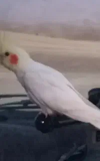 عروس هلندی سفید گم شده