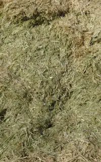 کاه علف سبز برمه کاه جو کاه گندم
