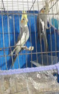 دو عدد عروس هلندی دستی و احلی