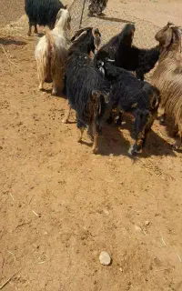 بز و بزغاله