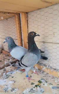 کبوتر آلمانی