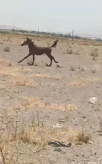 اسب
