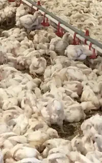 استخدام کارگر مرغداری