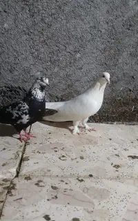 فروش یک جفت کبوتر