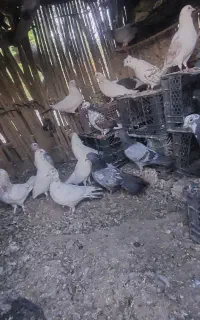کفتر فروشی ‌