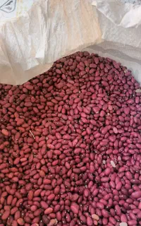 لوبیا قرمز محلی روستای سرغایه