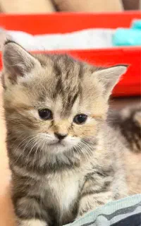 فروش بچه گربه ی نژاد دار دو ماهه