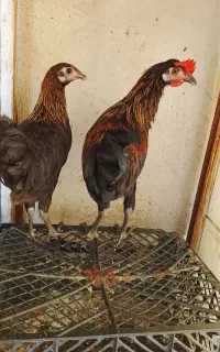 نیمچه مرغ و خروس