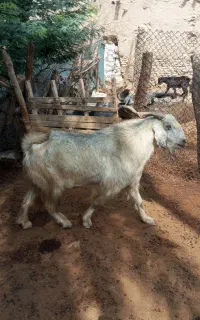 فروش دو پازن بزرگ