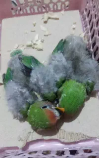 جوجه سرلاکی طوطی برزیلی