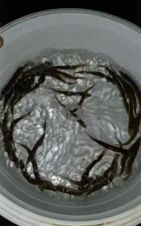 فروش و عرضه بچه ماهی کپور کوهاندار و...