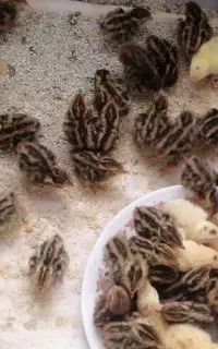 بلدرچین ۳ روزه