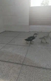 نیمچه اردک  سه تا باهم ۱۰۵۰۰۰۰
