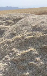 کاه گندم آبی