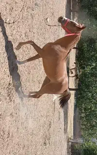 مادیان