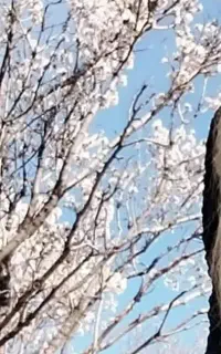همراه جهت طبیعت گردی