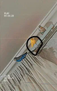 مرغ عشق گمشده
