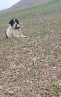 سگ گله