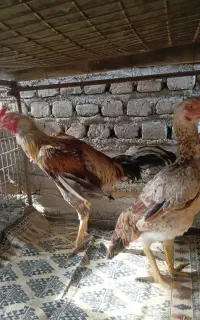 مرغ خروس لاری
