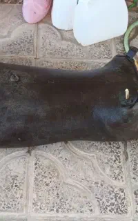 مشک اب