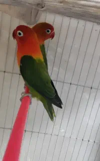 کوتوله معاوضه باماغ وخروس وبلدرچین