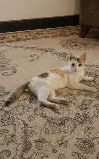 گربه زیبا ۲ عدد