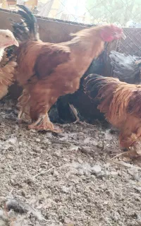 مرغ برهما،مرغ محلی تخم گذار