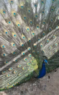 تخم طاوس