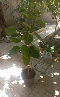 گل فیکوس
