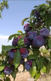 آلو شابلون ارگانیک و درشت و درجه 1
