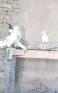 کبوتر پرشی بشرط