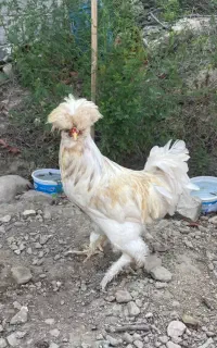 مرغ خروس جوجه