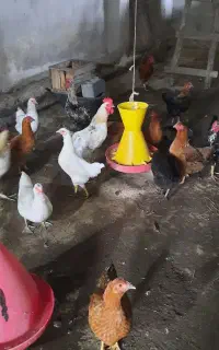۶عدد خروس آس گلپایگانی ۵ماهه وزن ۲کیلو به بالا