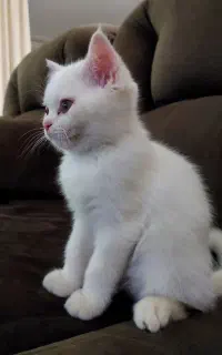 گربه