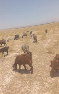 بز کهردار