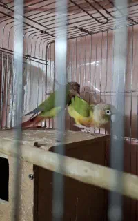 طوطی گرینچیک