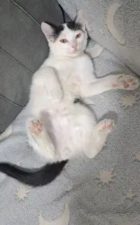 گربه نژاد dsh