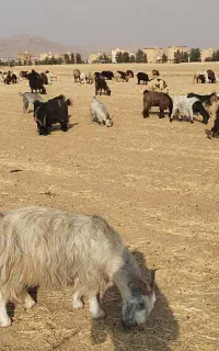 بیست هشت بز