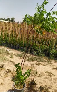 درخت زیتون تلخ