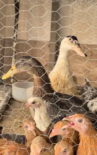 فروش اردک