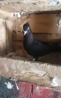 زاغ سرو درجه ۱