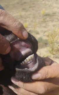 قوچ دامازلخ