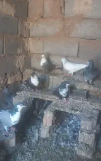 ۱۲۰۰۰۰۰۰